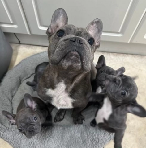 Atemberaubende französische Bulldoggenwelpen zu verkaufen
