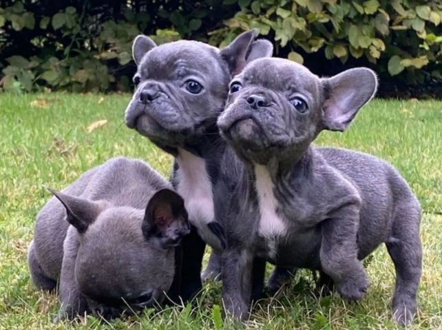 Atemberaubende französische Bulldoggenwelpen zu verkaufen