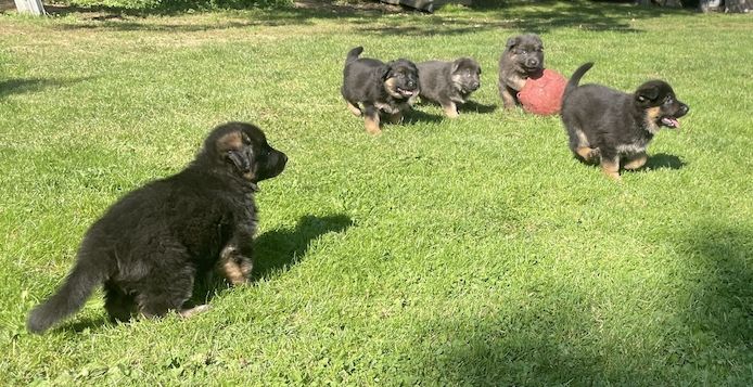 Deutsche Reinrassige Schäferhund Welpen mit geradem Rücken