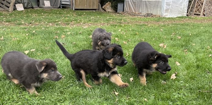 Deutsche Reinrassige Schäferhund Welpen mit geradem Rücken