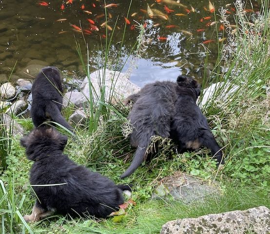 Deutsche Reinrassige Schäferhund Welpen mit geradem Rücken