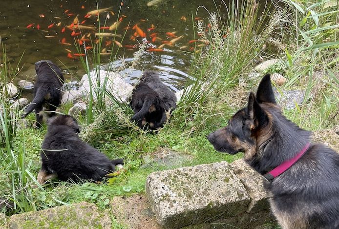 Deutsche Reinrassige Schäferhund Welpen mit geradem Rücken