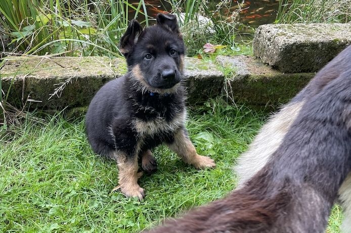 Deutsche Reinrassige Schäferhund Welpen mit geradem Rücken