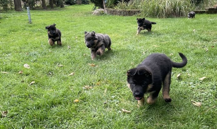 Deutsche Reinrassige Schäferhund Welpen mit geradem Rücken