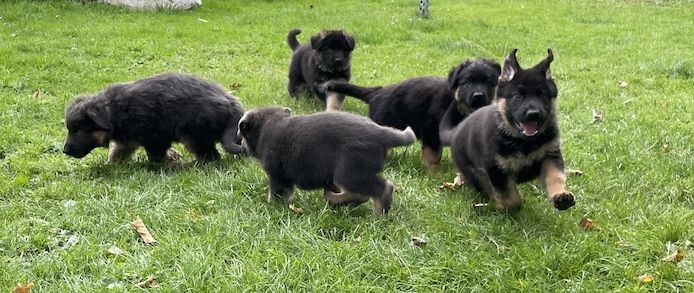 Deutsche Reinrassige Schäferhund Welpen mit geradem Rücken