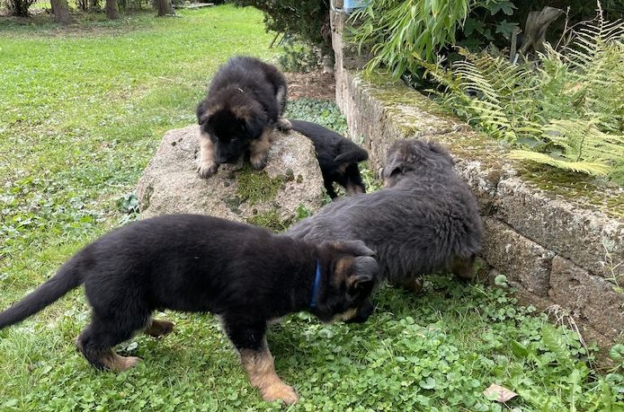 Deutsche Reinrassige Schäferhund Welpen mit geradem Rücken