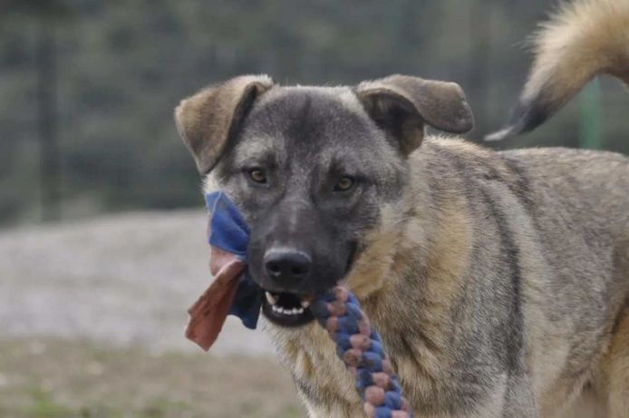 Santos