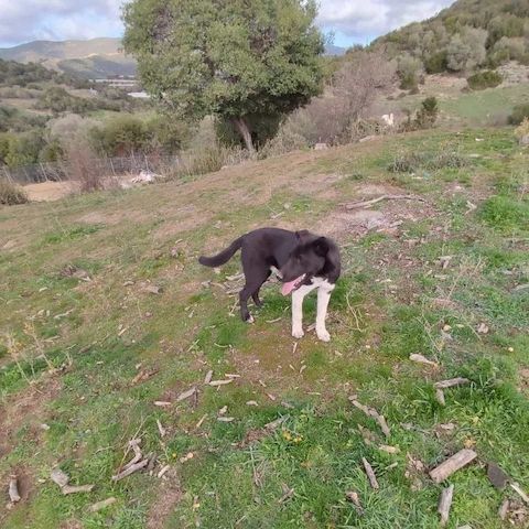 Fritz