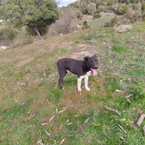 Fritz