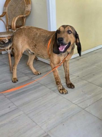 Rudi