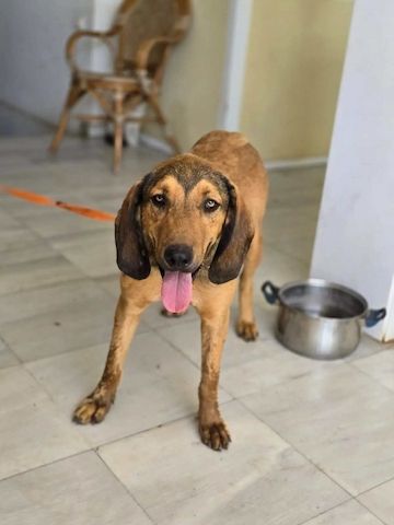 Rudi