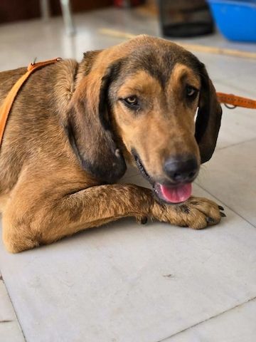 Rudi