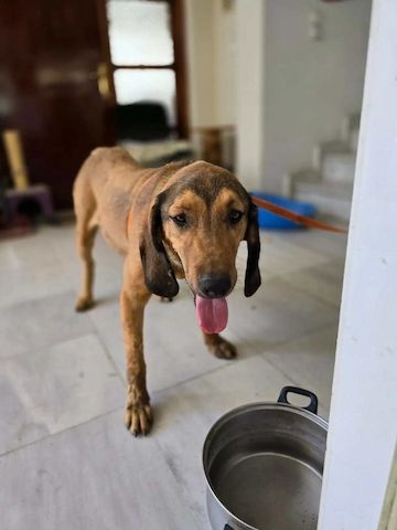 Rudi