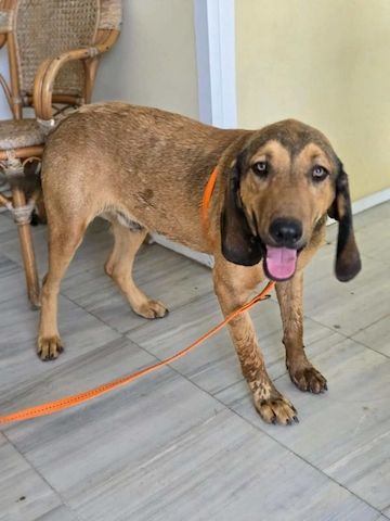 Rudi
