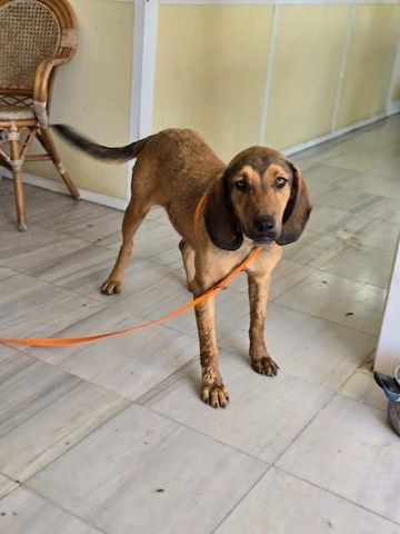 Rudi