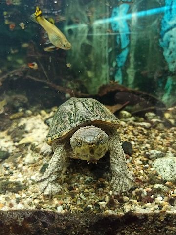 Wasserschildkröte (Moschusschildkröte) inkl. Aquarium & Zubehör