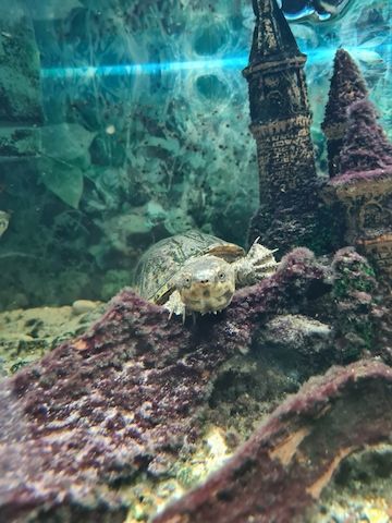 Wasserschildkröte (Moschusschildkröte) inkl. Aquarium & Zubehör