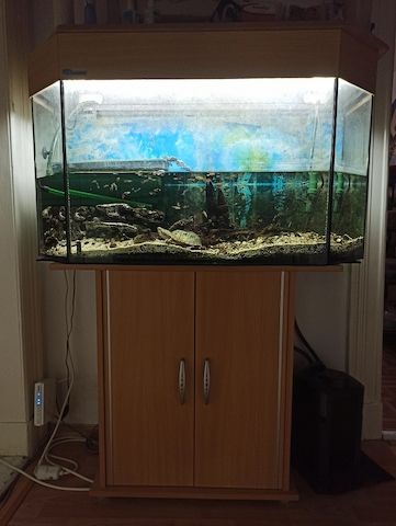 Wasserschildkröte (Moschusschildkröte) inkl. Aquarium & Zubehör