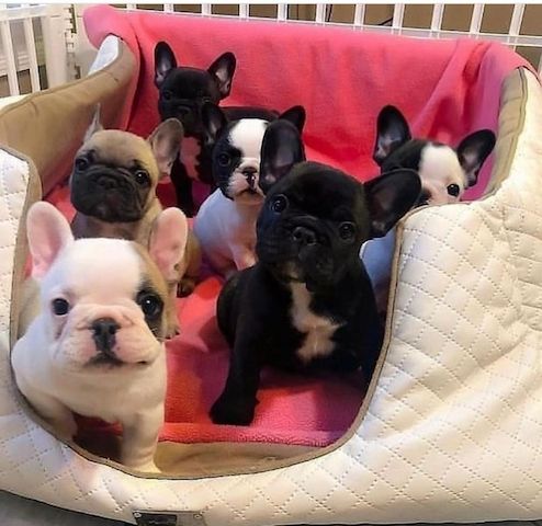 Wunderschöne Französische Bulldoggenwelpen zu verkaufen