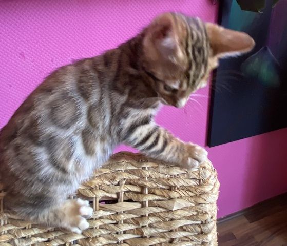 Bengal