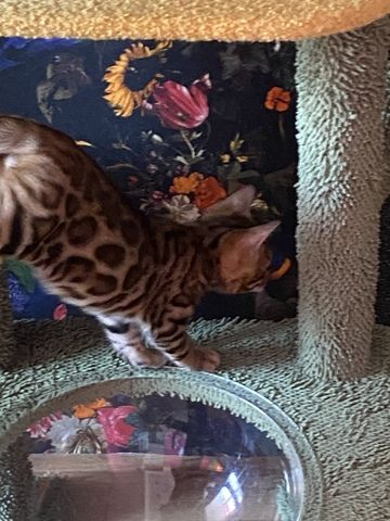 Bengal