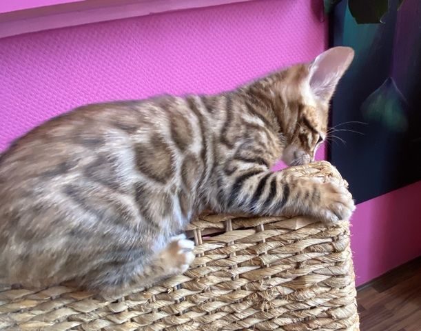 Bengal