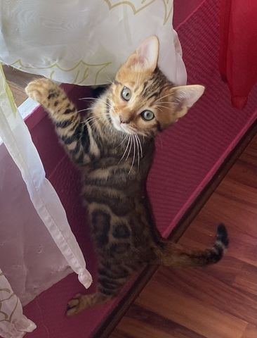 Bengal