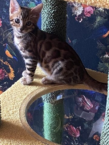 Bengal