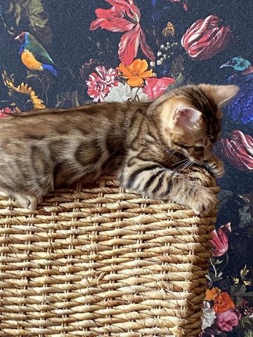 Bengal