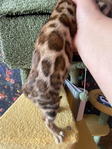 Bengal