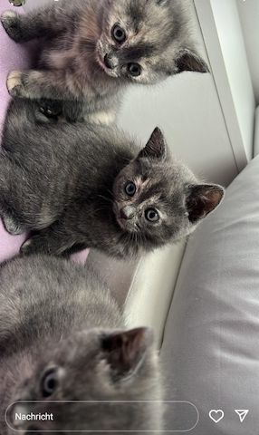 Süße Katzenbabys abzugeben
