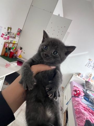 Süße Katzenbabys abzugeben