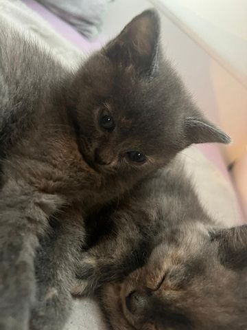 Süße Katzenbabys abzugeben