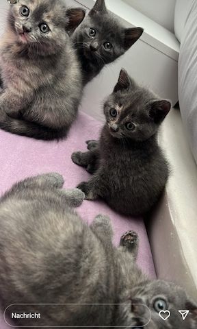 Süße Katzenbabys abzugeben