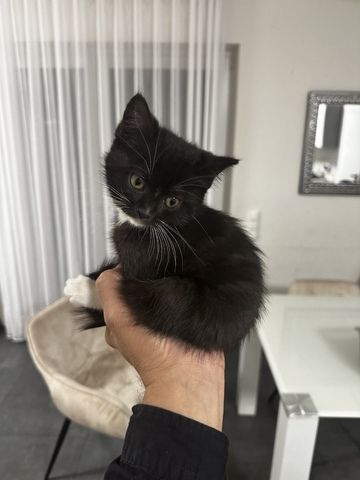 Kitten