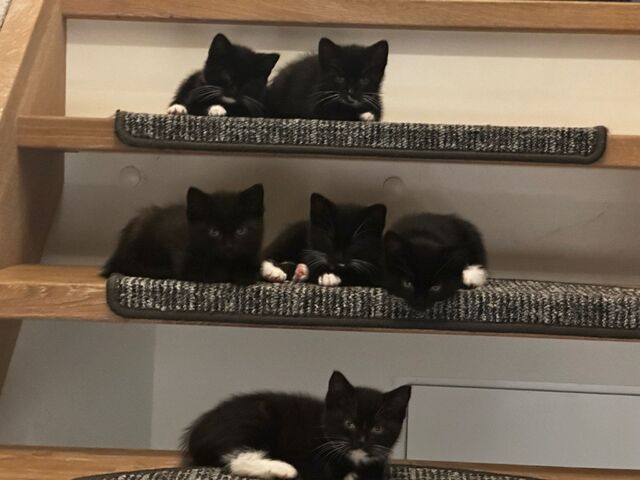 Kitten