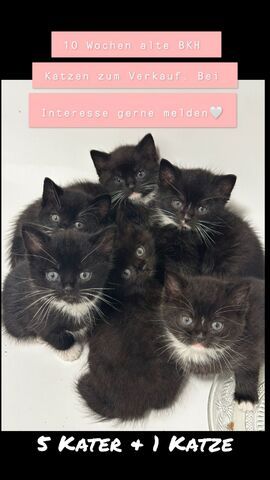 Kitten