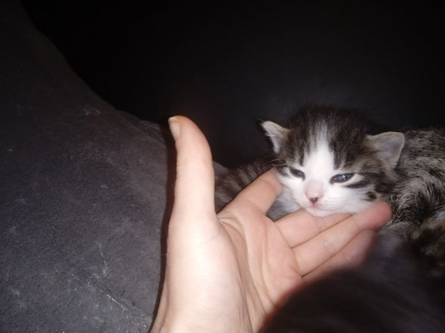 Kitten