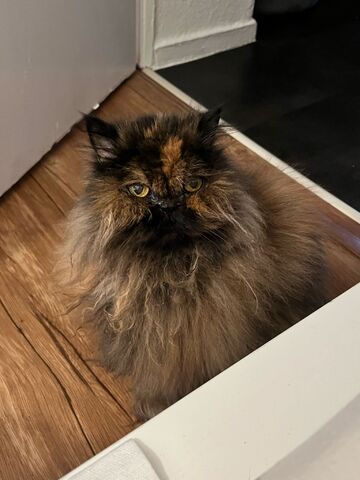 Perserkatze