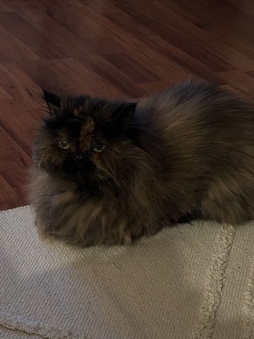 Perserkatze
