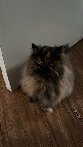 Perserkatze
