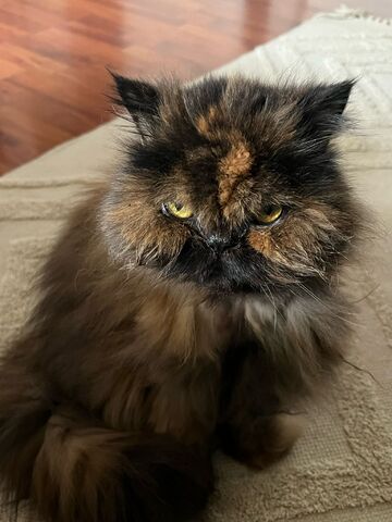 Perserkatze