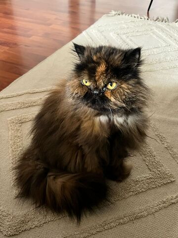 Perserkatze