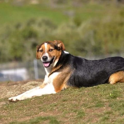 Milo