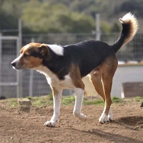Milo