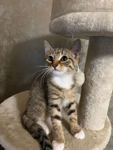3 Babykatzen abholbereit