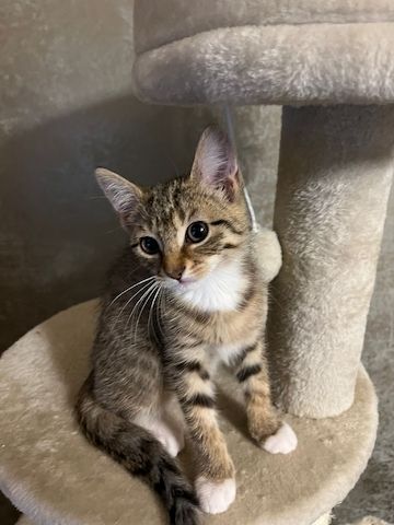 3 Babykatzen abholbereit
