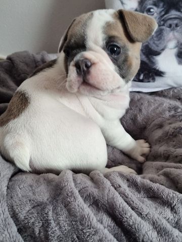 Traumhafte Französische Bully Welpen von Nadjeschda mit Ahnentafel!a
