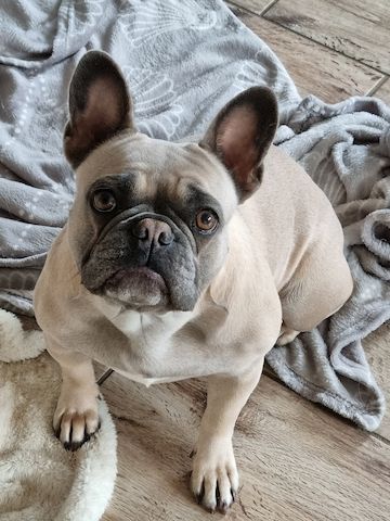 Traumhafte Französische Bully Welpen von Nadjeschda mit Ahnentafel!a