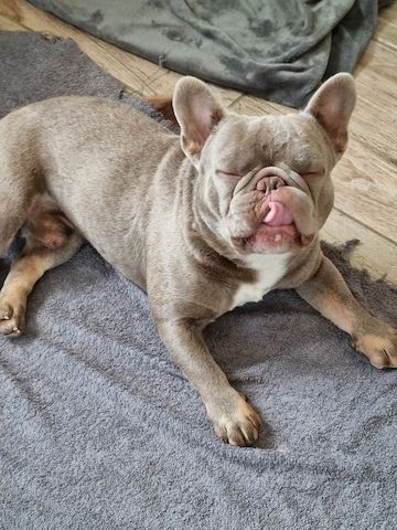 Traumhafte Französische Bully Welpen von Nadjeschda mit Ahnentafel!a
